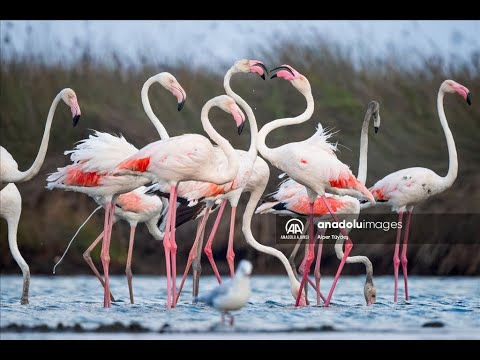 Flamingos of the Venice - Bursa route