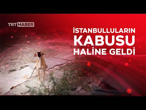 Başıboş köpekler İstanbulluları bıktırdı