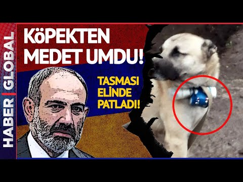 Paşinyan'ın Tasması Elinde Patladı! Azerbaycan Mevzilerine Köpekli Saldırı Engellendi